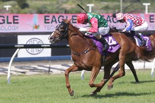 Two Illicit (NZ) lines up in Leg 5 of the NZB Filly of the Year Series this Wednesday. 